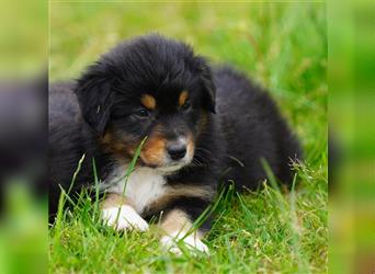 Australian Shepherd Welpen suchen Zuhause