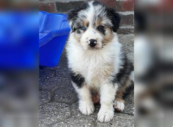 Australian Shepherd Welpen suchen Zuhause