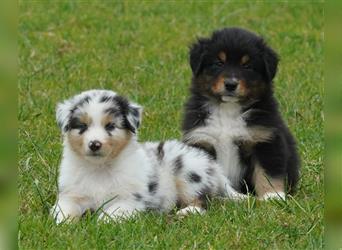 Australian Shepherd Welpen suchen Zuhause