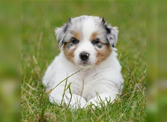 Australian Shepherd Welpen suchen Zuhause