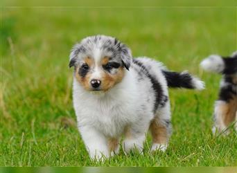 Australian Shepherd Welpen suchen Zuhause