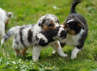 Australian Shepherd Welpen suchen Zuhause