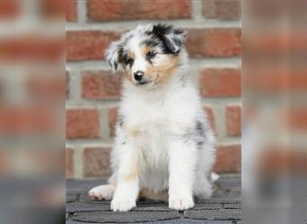 Australian Shepherd Welpen suchen Zuhause