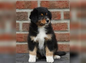 Australian Shepherd Welpen suchen Zuhause