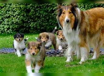 Familienfreundliche Colliewelpen