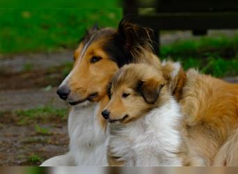 Familienfreundliche Colliewelpen