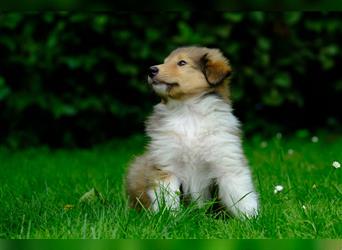 Familienfreundliche Colliewelpen