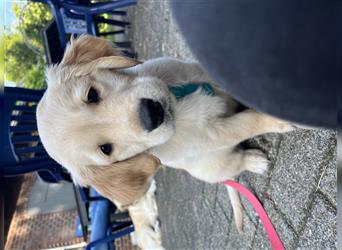 Golden Retriever Rüde