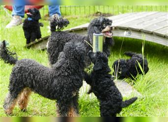 Zwei  Zwergpudeljungs suchen ...