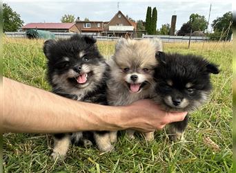 Süße, reinrassige Pomeranian Zwergspitzwelpen abzugeben