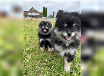 Süße, reinrassige Pomeranian Zwergspitzwelpen abzugeben