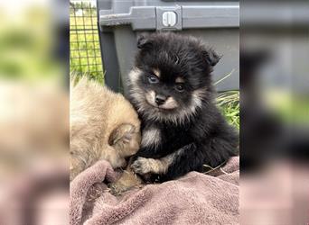 Süße, reinrassige Pomeranian Zwergspitzwelpen abzugeben