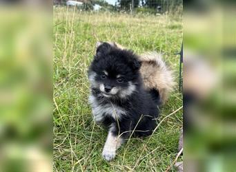 Süße, reinrassige Pomeranian Zwergspitzwelpen abzugeben