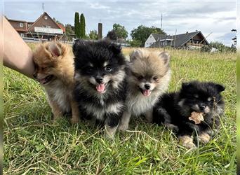 Süße, reinrassige Pomeranian Zwergspitzwelpen abzugeben