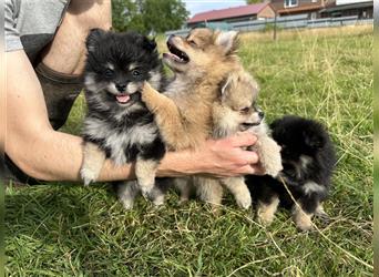 Süße, reinrassige Pomeranian Zwergspitzwelpen abzugeben