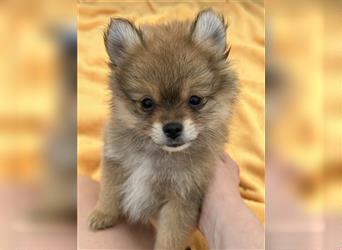 Süße, reinrassige Pomeranian Zwergspitzwelpen abzugeben