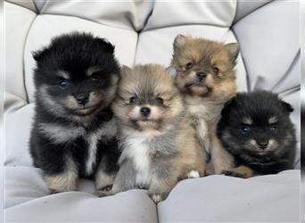 Süßer Pomeranian Welpe