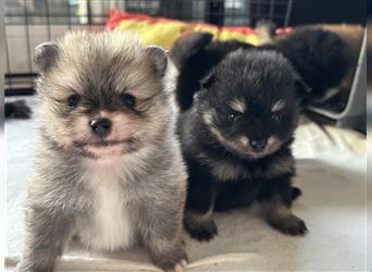 Süßer Pomeranian Welpe