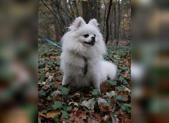 Süßer Pomeranian Welpe