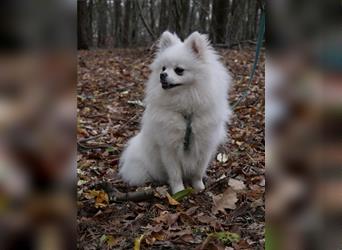 Süßer Pomeranian Welpe