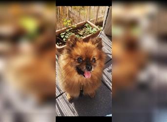 Süßer Pomeranian Welpe