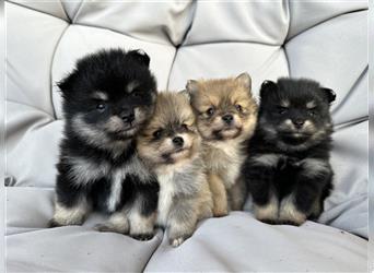 Süßer Pomeranian Welpe