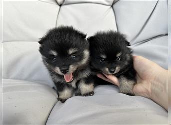 Süßer Pomeranian Welpe