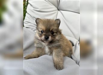 Süßer Pomeranian Welpe