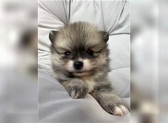 Süßer Pomeranian Welpe