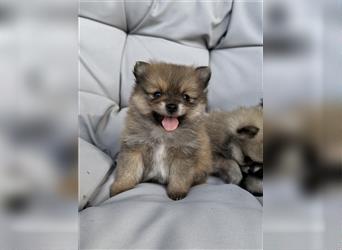 Süßer Pomeranian Welpe