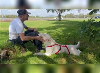 Bianco: Traumhund ohne wenn und aber...