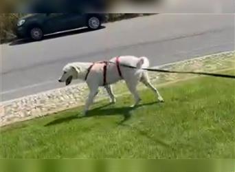 Bianco: Traumhund ohne wenn und aber...