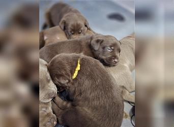 Reinrassige Labrador Welpen ( Braun + Silber)