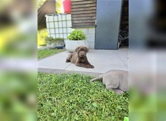 Reinrassige Labrador Welpen ( Braun + Silber)