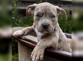 American Bully tri merle tri color Besonders