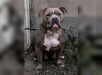 American Bully tri merle tri color Besonders