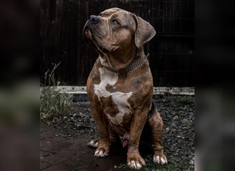 American Bully tri merle tri color Besonders