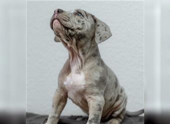 American Bully tri merle tri color Besonders