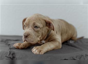 American Bully tri merle tri color Besonders