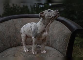 American Bully tri merle tri color Besonders