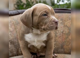 American Bully tri merle tri color Besonders