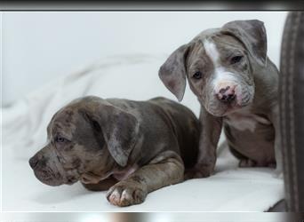 American Bully tri merle tri color Besonders