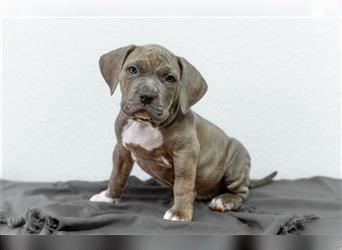 American Bully tri merle tri color Besonders