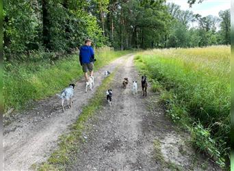 Jacky - Befindet sich auf einer Pflegestelle in 91448 Emskirch