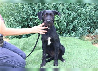 Thea, Mix Labrador / Podengo, lieb und verträglich