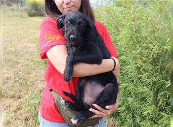 Thea, Mix Labrador / Podengo, lieb und verträglich