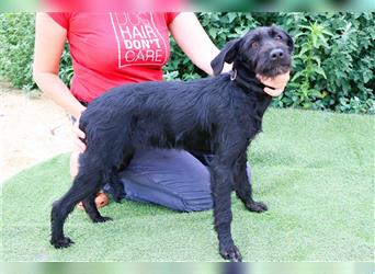 Thea, Mix Labrador / Podengo, lieb und verträglich