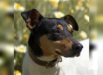 Snoopy (Spanien) - schüchterne Bodeguero-Mix sucht passende Rennwiese