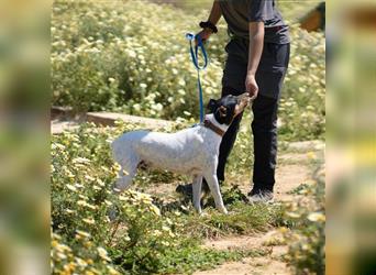 Snoopy (Spanien) - schüchterne Bodeguero-Mix sucht passende Rennwiese