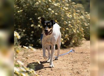 Snoopy (Spanien) - schüchterne Bodeguero-Mix sucht passende Rennwiese